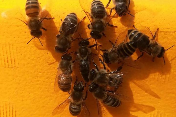mehrere Honigbienen auf gelben Untergrund