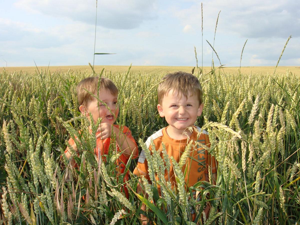 lachende Kinder im Getreidefeld Annett Lässig - lachende Kinder stehen im Getreidefeld