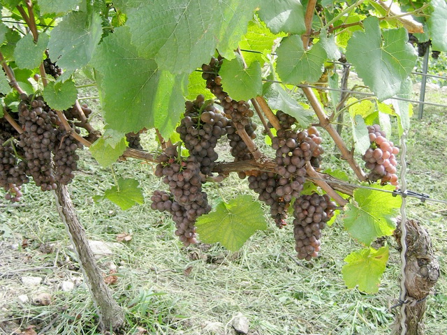 Weintrauben