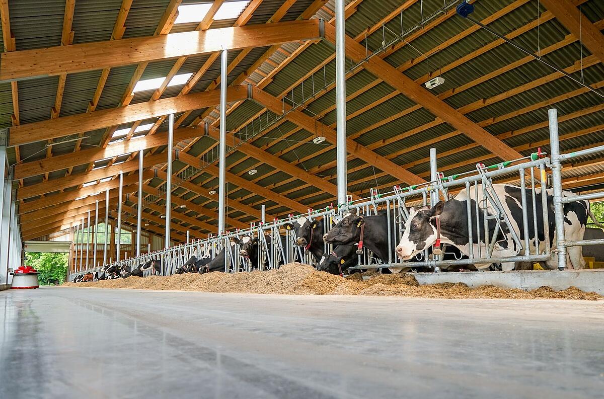 Rinder im Stall