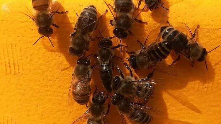 mehrere Honigbienen auf gelben Untergrund