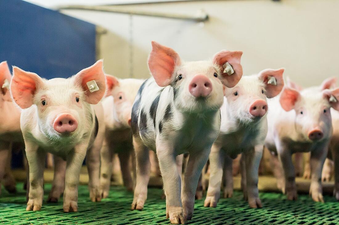 Ferkel schauen in Kamera