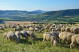 Schafherde in der Rhön
