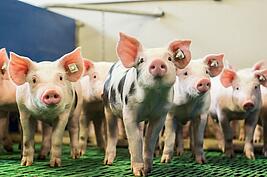 neugierig blickende Schweine in einem modernen Aufzuchtbetrieb